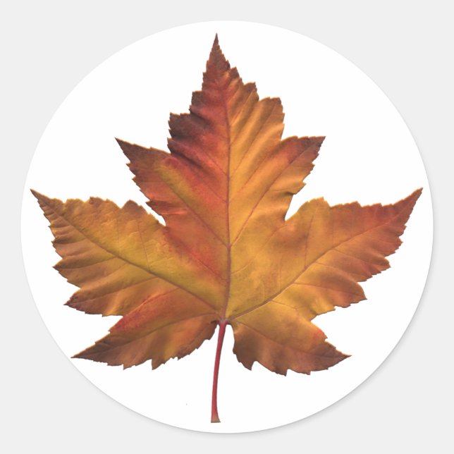 Adesivo Canada Stickers Canada Maple Leaf Souvenir (Frente)
