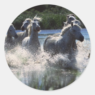 Adesivo Canal de Passagem de Chintoteague Ponies