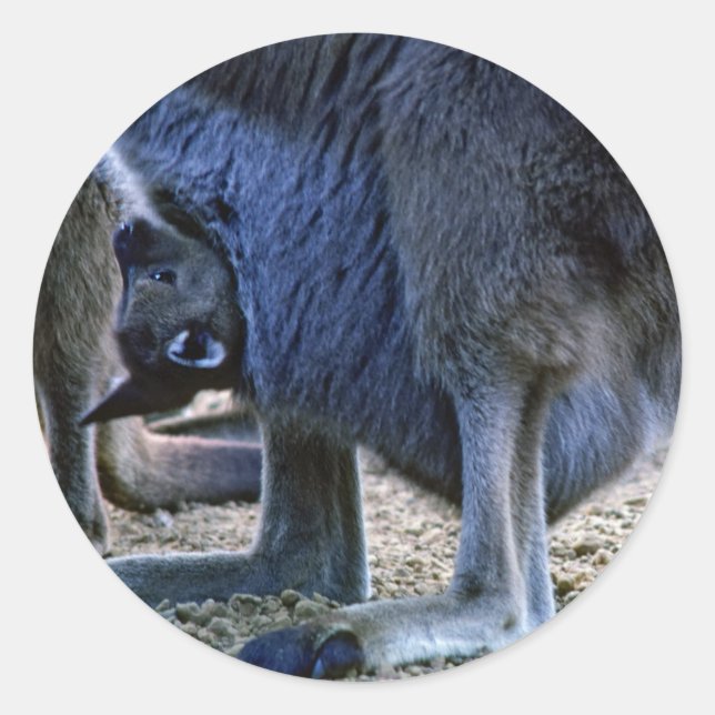 Adesivo Canguru bebê na bolsa da mãe - Austrália (Frente)