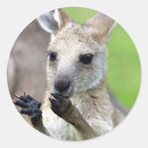 Adesivo Canguru bonito do joey