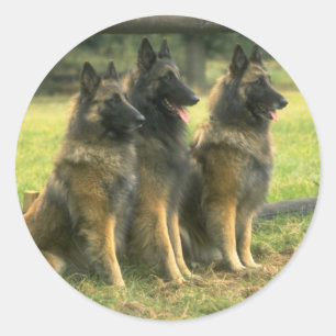 Adesivo Caninos german shepherd