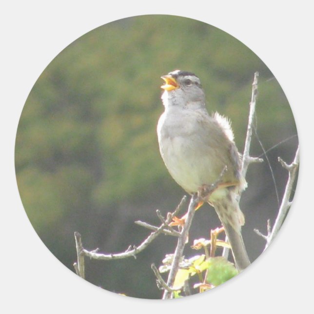 Adesivo Cantando Pássaro (Frente)