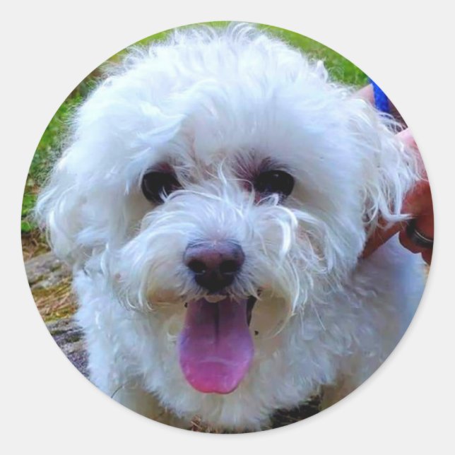 Adesivo Cão Branco (Frente)