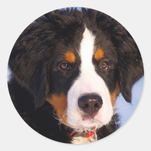 Adesivo Cão da Montanha Bernês
