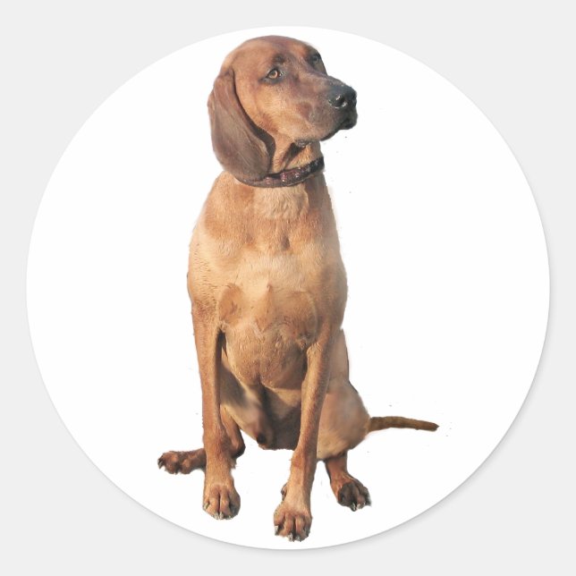 Adesivo Cão de Caça Redbone Coon (A) (Frente)