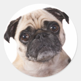 Adesivo cão de cachorrinho