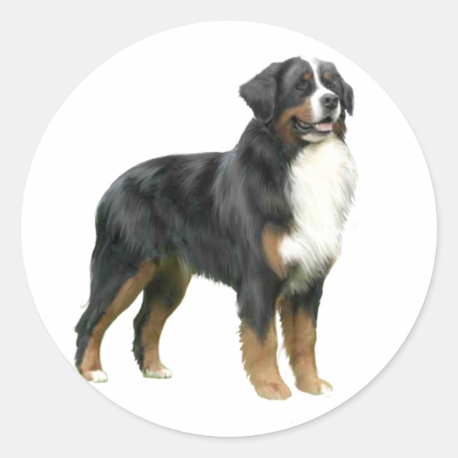 Adesivo Cão de Montanha Bernês - em pé (Frente)