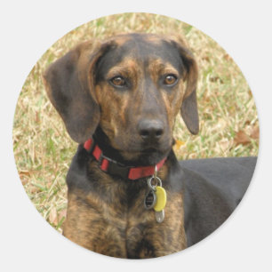 Adesivo Cão de Plott