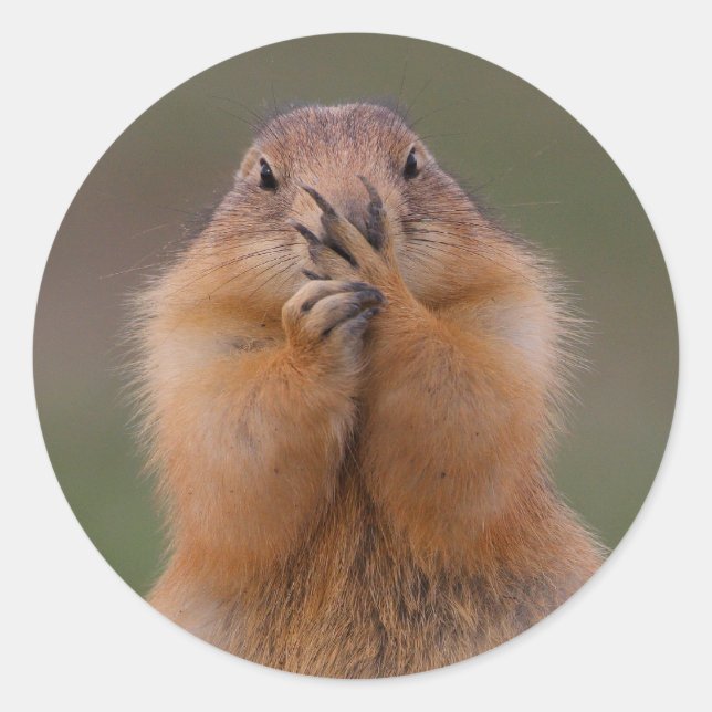 Adesivo cão de pradaria (Frente)