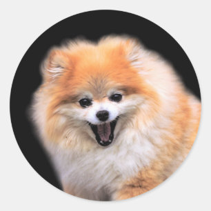 Adesivo Cão de riso bonito de Pomeranian