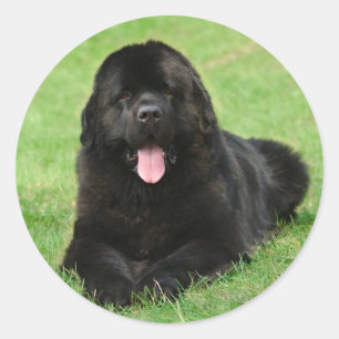 Adesivo Cão de Terra Nova
