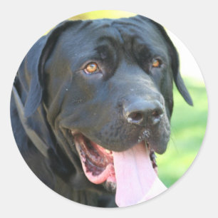 Adesivo Cão de Tosa Inu