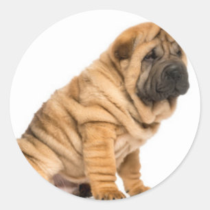 Adesivo Cão do pei de Shar
