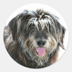 Adesivo Cão enfrentado desgrenhado