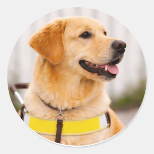 Adesivo Cão Guia da Raça Golden Retriever Perfil Direito