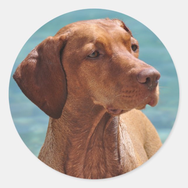 Adesivo Cão Magyar Vizsla (Frente)
