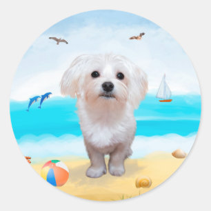 Adesivo Cão Maltês na Praia