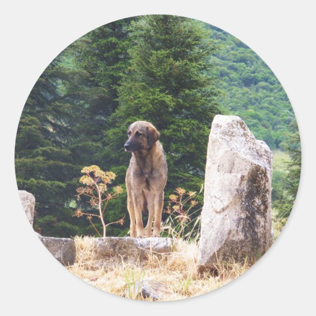 Adesivo Cão-Pastor-Anatólia - Ephesus, Turquia (Frente)