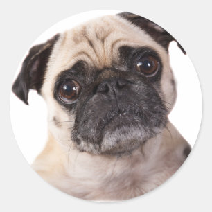 Adesivo cão pequeno bonito do pug