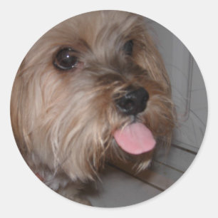 Adesivo Cão que lambe o ar
