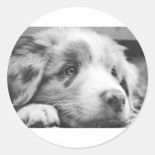 Adesivo cãozinho-pastor australiano