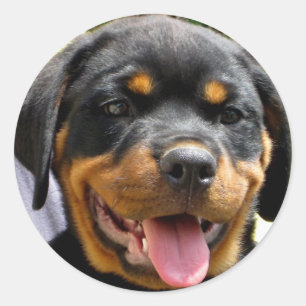 Adesivo Cãozinho rottweiler