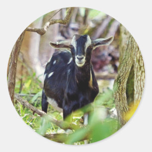 Adesivo Capim sorridente