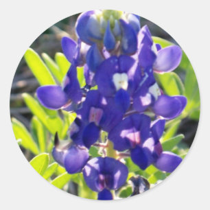 Adesivo Capota azul
