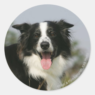 Adesivo Captura de Borda Collie Panting 1