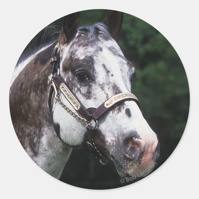 Adesivo Captura de cabeça do cavalo Appaloosa 2 (Frente)