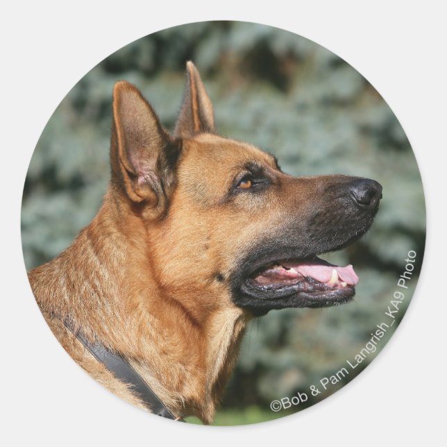 Adesivo Captura de german shepherd 1 (Frente)