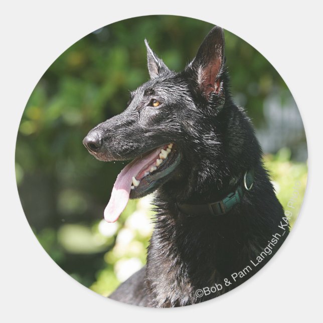 Adesivo Captura de german shepherd 2 (Frente)
