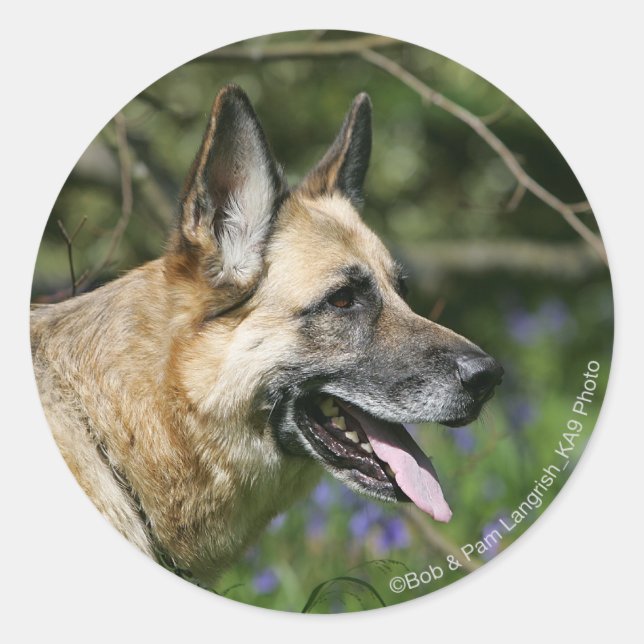 Adesivo Captura de german shepherd 3 (Frente)