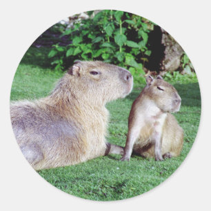 Adesivo Capybara Mãe e Son Stickers