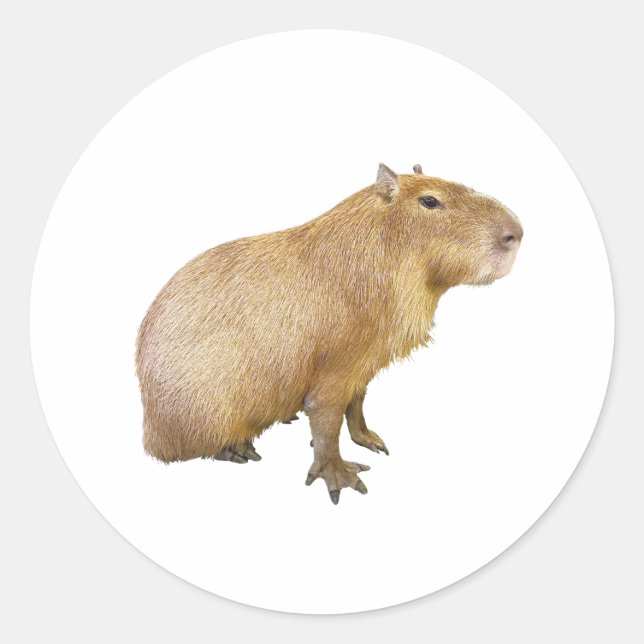 Adesivo capybara sticker (Frente)