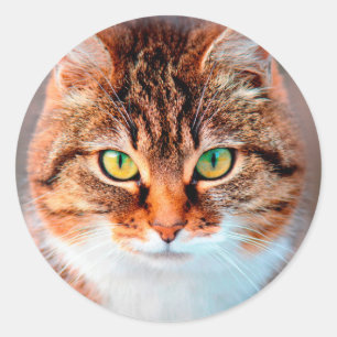 Adesivo Cara de Gato Manx