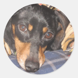 Adesivo Cara do cão de Daschund Weener