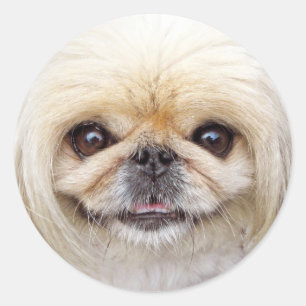 Adesivo Cara do cão de Pekingese