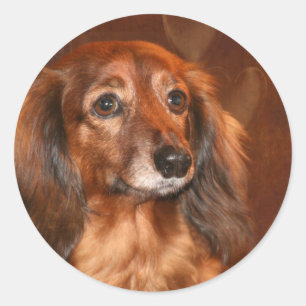 Adesivo Cara do Dachshund