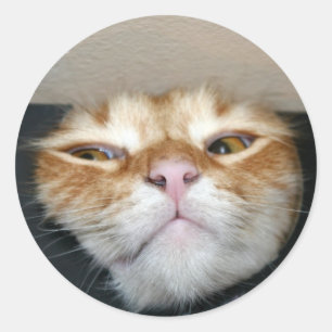 Adesivo Cara do gato
