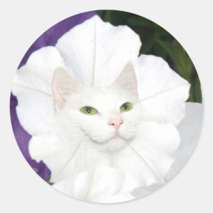 Adesivo Cara do gato do petúnia