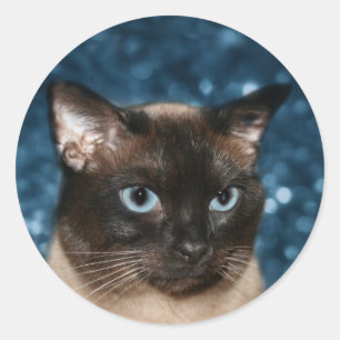 Adesivo Cara do gato Siamese