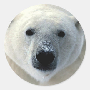 Adesivo Cara do urso polar
