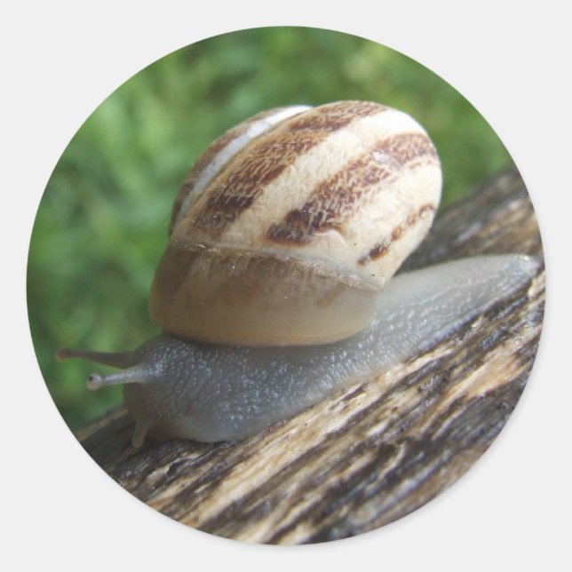 Adesivo Caracóis (Frente)