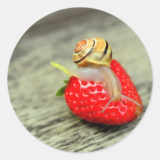 Adesivo Caracol em Strawberry (Frente)