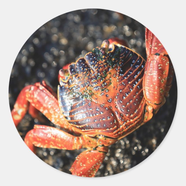 Adesivo Caranguejo de pés leves das Ilhas Galápagos (Frente)