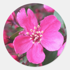 Adesivo Caranguejo-Flor Rosa