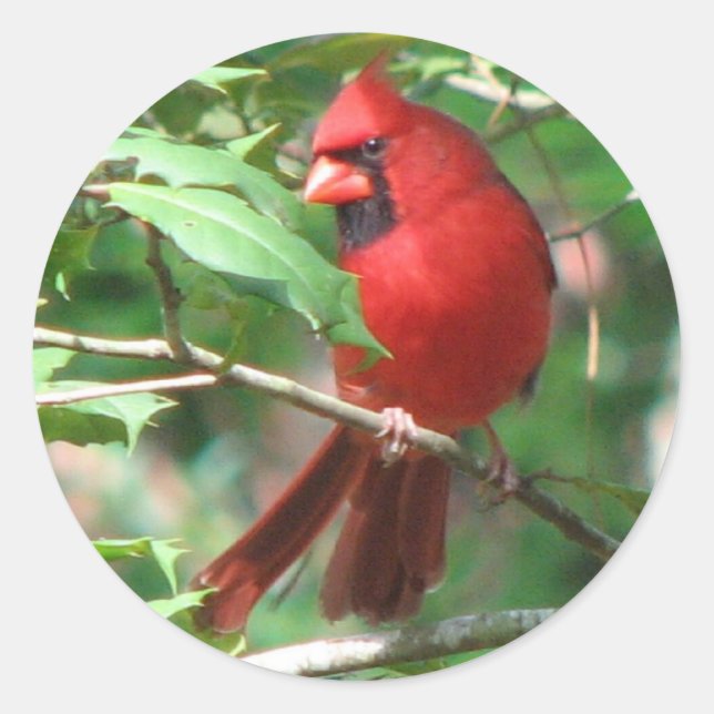 Adesivo Cardeal em Holly Sticker (Frente)