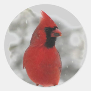 Adesivo Cardinal