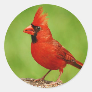 Adesivo Cardinal